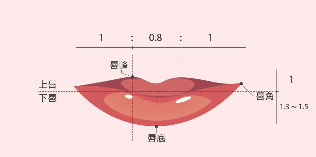 嘴存的完美比例