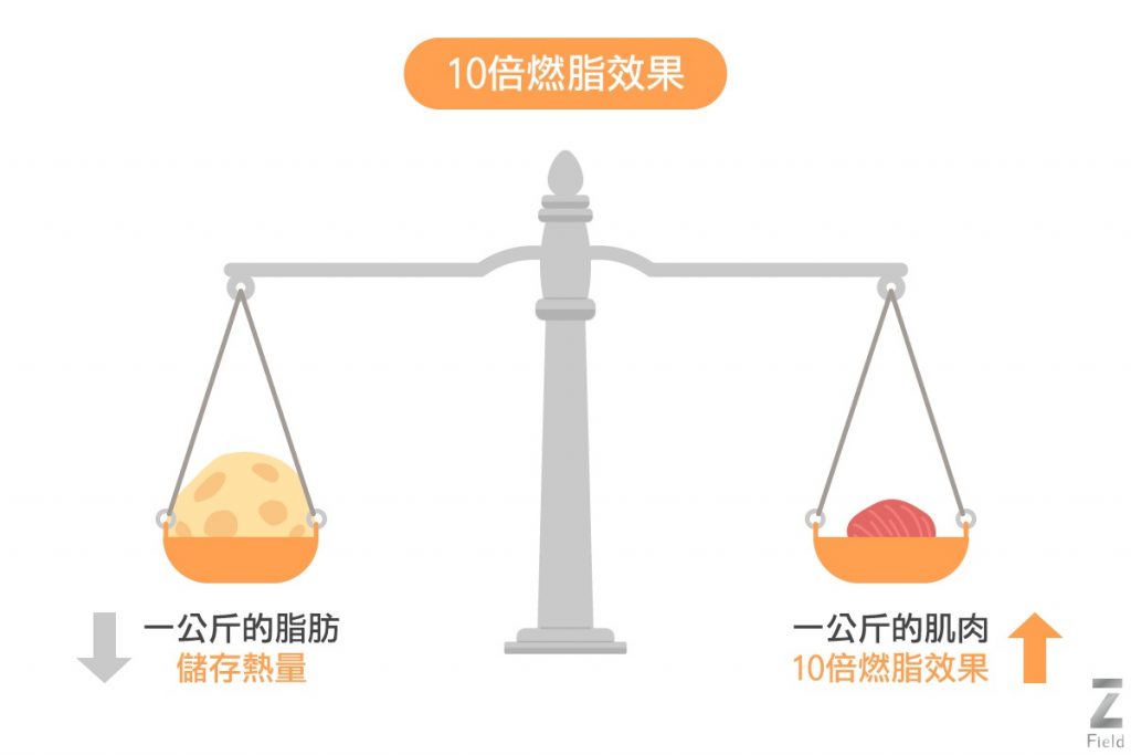 ZField肌力塑提升基礎代謝率
